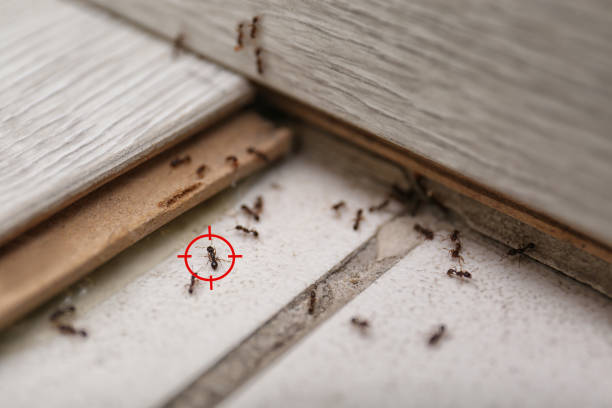 Best Pest Control Near Me in Hays, KS
